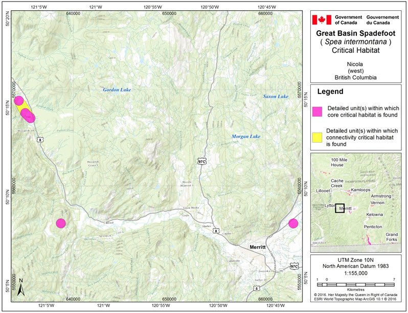 Critical habitat for the Great Basin Spadefoot  in the Nicola (west) area of B.C.