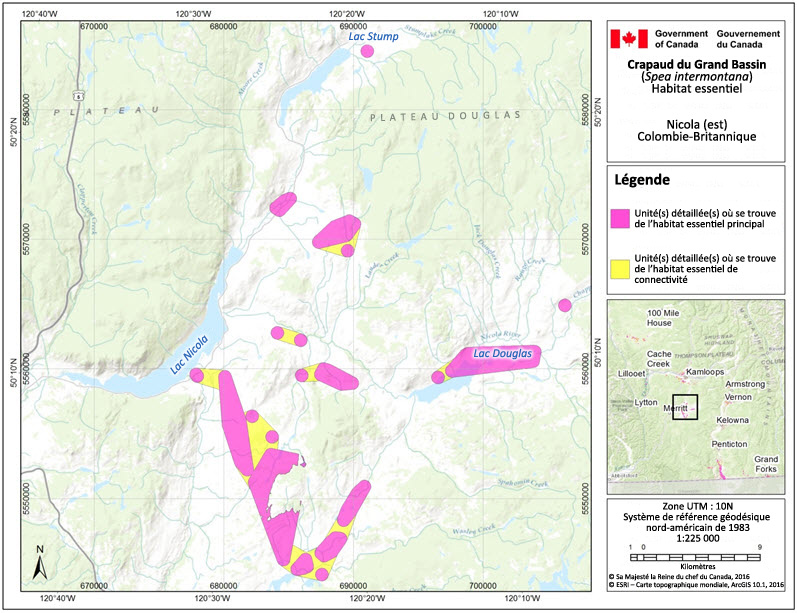 L'habitat essentiel du crapaud du Grand Bassin dans la région de Nicola (est), en Colombie-Britannique