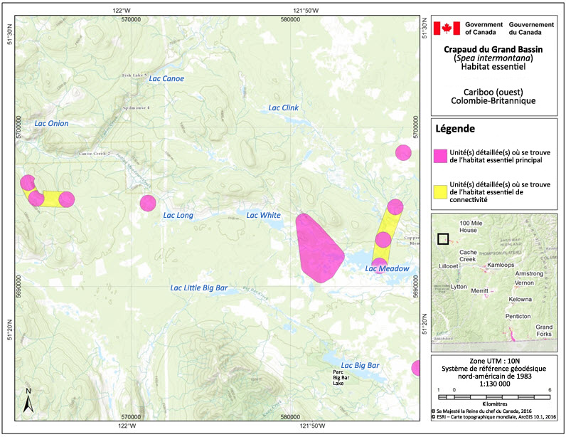 L'habitat essentiel du crapaud du Grand Bassin dans la région de Cariboo (ouest), en Colombie-Britannique