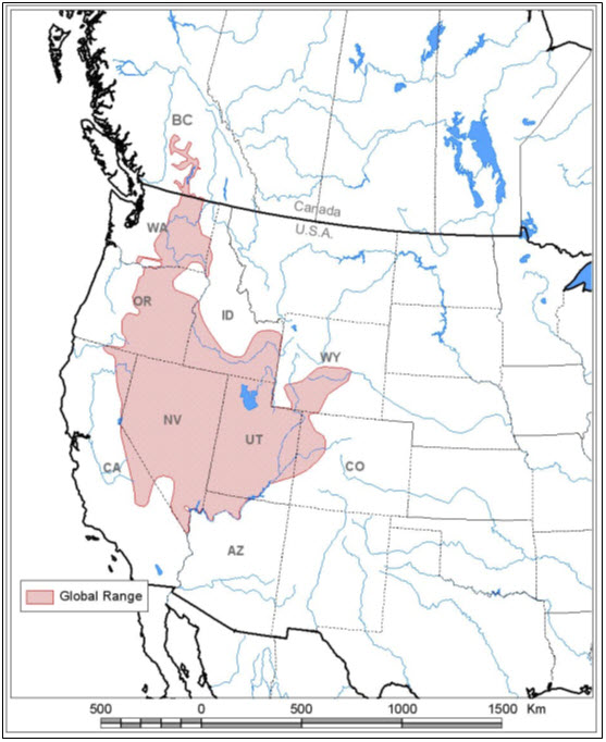 Global distribution of the Great Basin Spadefoot