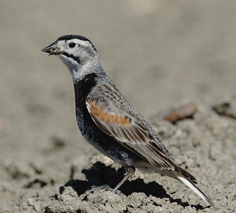 McCown's Longspur