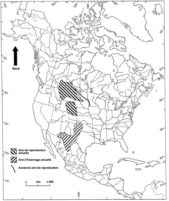 Aire de reproduction et aire d'hivernage du Plectrophane de McCown