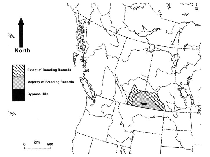 Breeding range of the McCown's Longspur in Canada