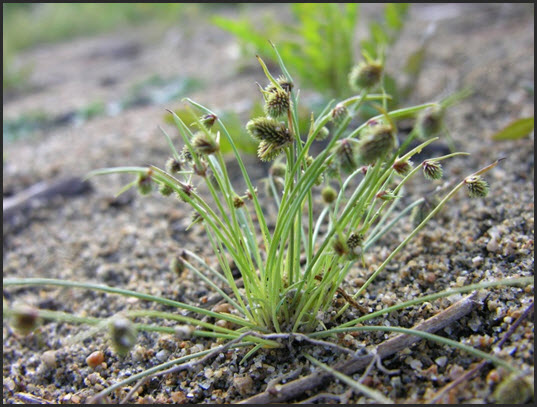 Photo of the Small-flowered Lipocarpha