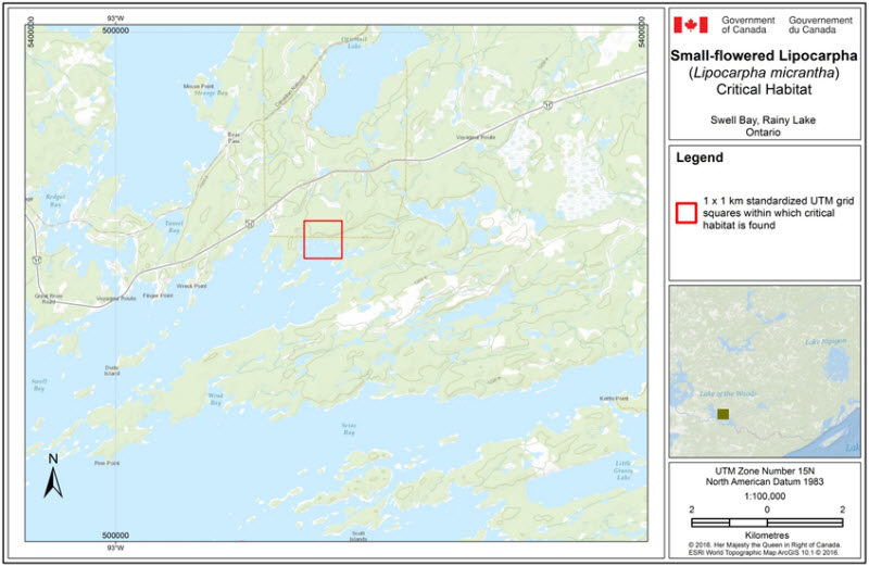 Critical habitat for the Small-flowered Lipocarpha at Swell Bay,