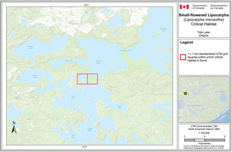 Critical habitat for the Small-flowered Lipocarpha at Tide Lake