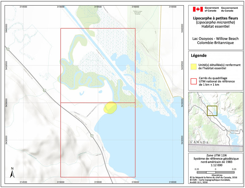 L'habitat essentiel du lipocarphe à petites fleurs au lac Osoyoos