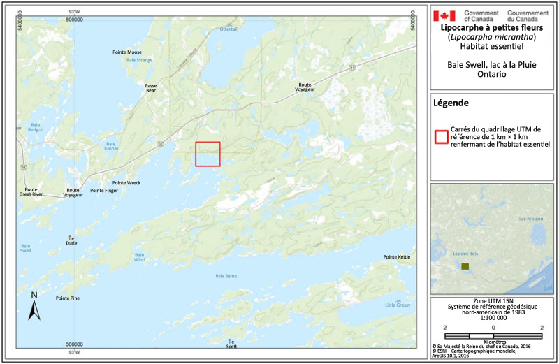 L'habitat essentiel du lipocarphe à petites fleurs à la baie Swell