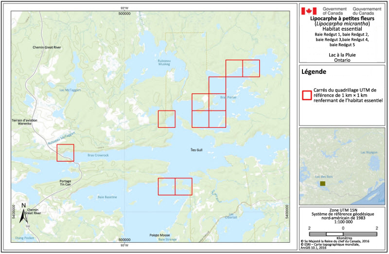 L'habitat essentiel du lipocarphe à petites fleurs à la baie Redgut