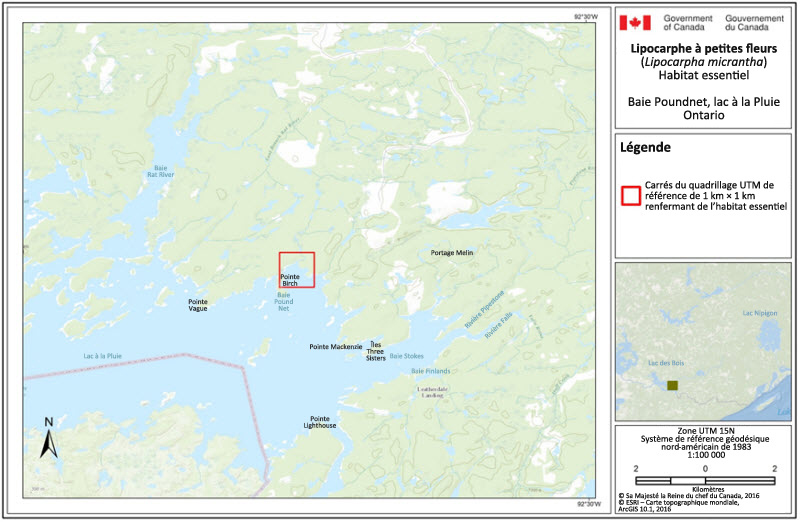 L'habitat essentiel du lipocarphe à petites fleurs à la baie Poundnet