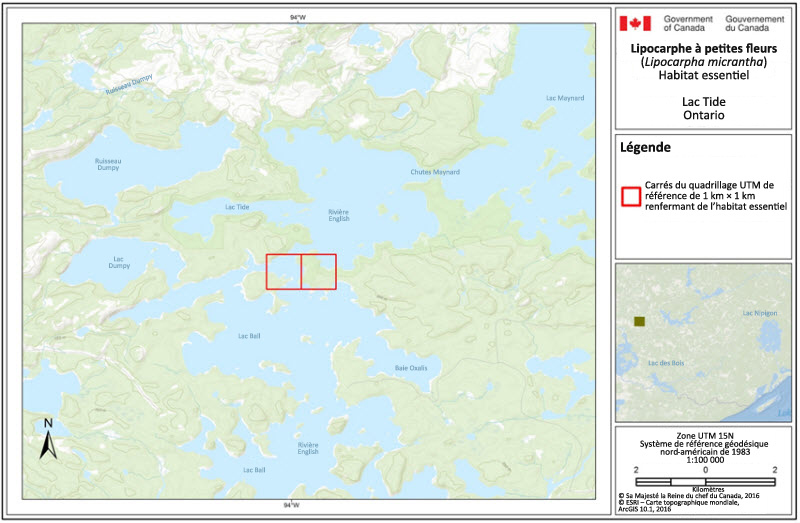 L'habitat essentiel du lipocarphe à petites fleurs au lac Tide