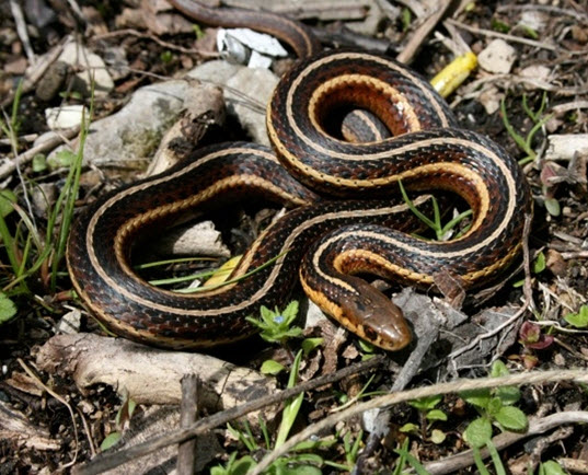 Photo de la couleuvre à petite tête