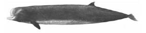 baleine à bec commune (Voir description longue ci-dessous.)
