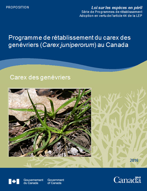 Programme de rétablissement du carex des genévriers