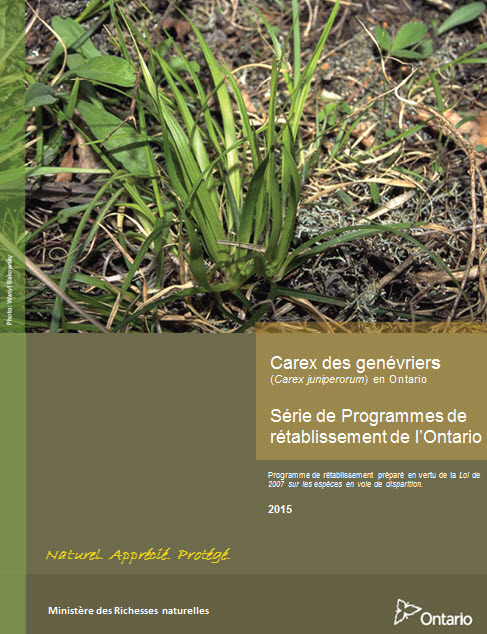Programme de rétablissement du carex des genévriers