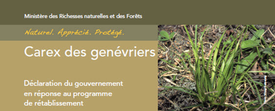 Carex des genévriers