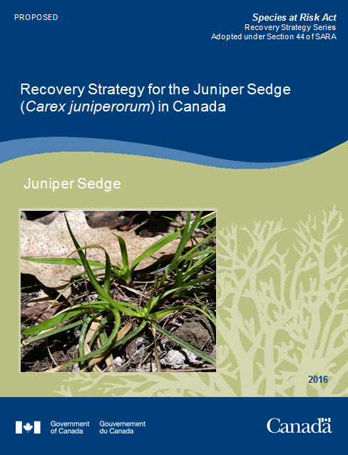 Recovery Strategy for for the Juniper Sedge
