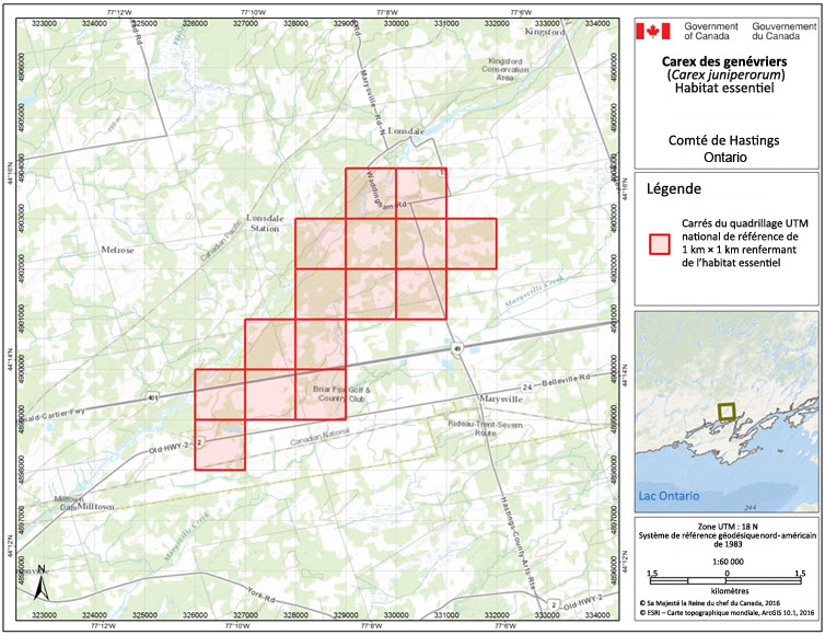 carex des genévriers dans le comté de Hastings