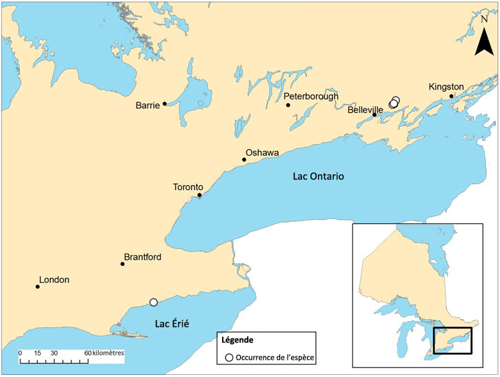 carex des genévriers en Ontario