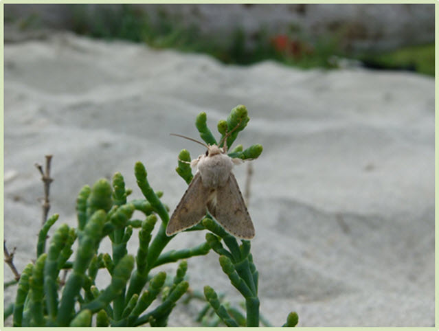 Photo of Edwards’ Beach Moth