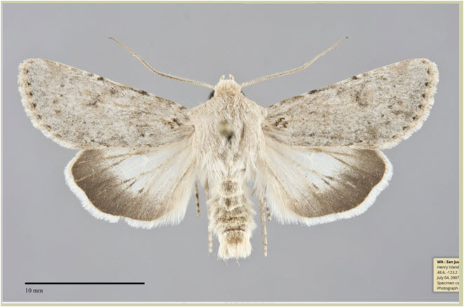 Edwards' Beach Moth