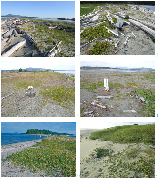 images of Edwards’ Beach Moth habitat.