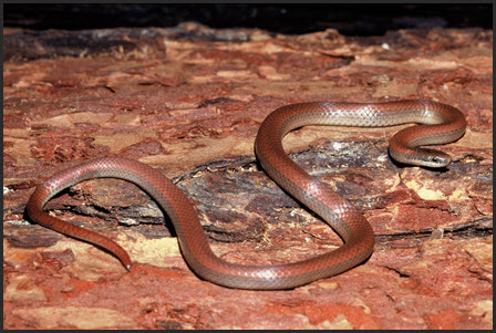 Photo of Sharp-tailed Snake