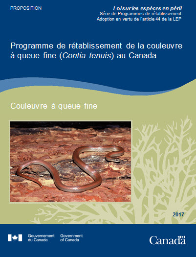 Couleuvre à queue fine