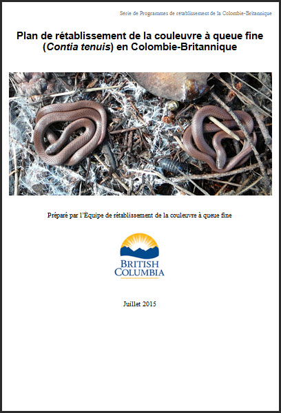 Photo of couleuvre à queue fine