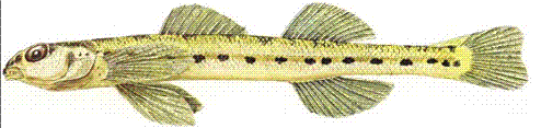 Figure 1. The Eastern Sand Darter (See long description below)