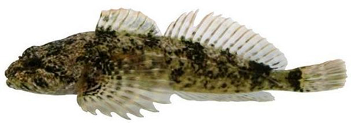 Photo d'un chabot du Columbia (Cottus hubbsi)
