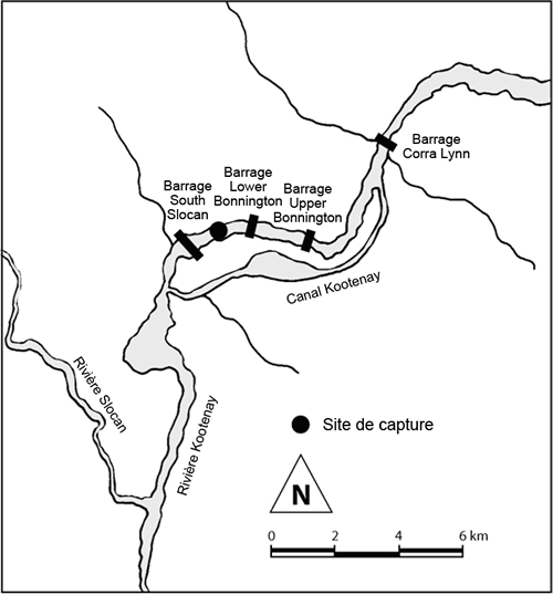 Sites de capture du Cottus hubbsi de la population de Bonnington. 