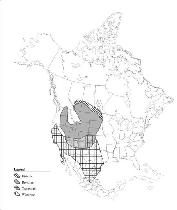 Figure 1. The distribution of the Ferruginous Hawk (from Downey 2006).