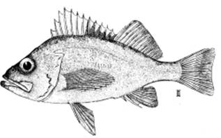 Canary Rockfish (Sebastes pinninger)