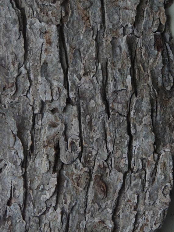 Red Mulberry bark from a mature tree