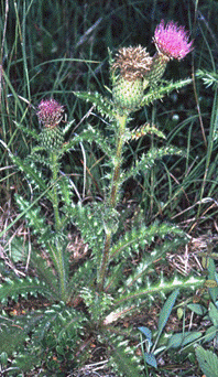 Hill's Thistle (Cirsium hillii)