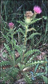 Figure 3. Closeup of Cirsium hillii at Coal Oil Point, BruceCounty(8 August 2002).