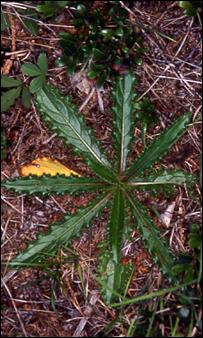 Figure 4. Closeup of basal rosette of Cirsium hillii at Coal Oil Point (8 August 2002).