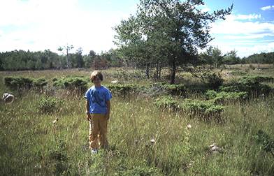 Figure 5. Numerous fruiting Cirsium hillii in open alvar at FisherHarbour, Little La Cloche Island (6 August 2002).