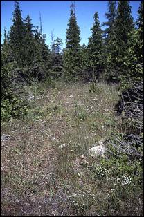 Figure 6. Cirsium hillii poussant dans un secteur dégagé sableux et humide au cœur d’un alvar à thuya occidental et mélèze laricin, à Pike Bay, dans le comté de Bruce (le 6 août 2002).