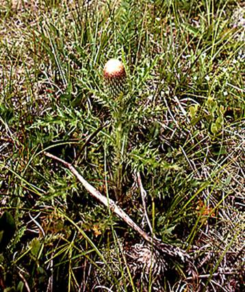 Figure 8. Cirsium hillii going to seed with previous year’s seed head in foreground. WasagaBeach Provincial Park(July 1997).