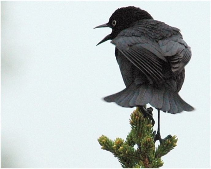 Adult male Rusty Blackbird in breeding plumage