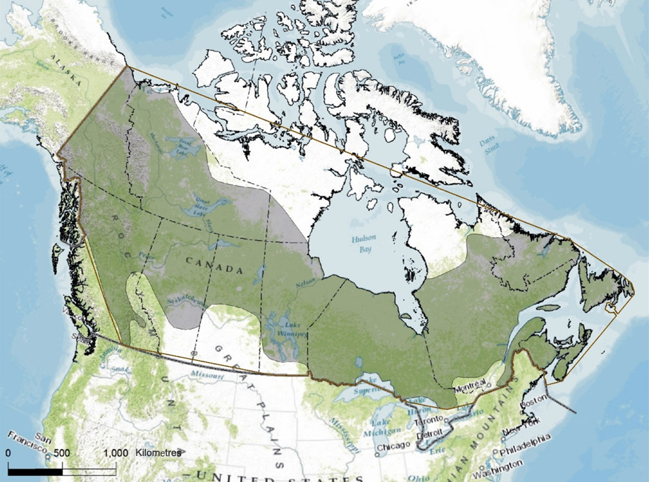Breeding distribution (shaded area) and  extent of occurrence (area bounded by the line) of the Rusty Blackbird in  Canada.