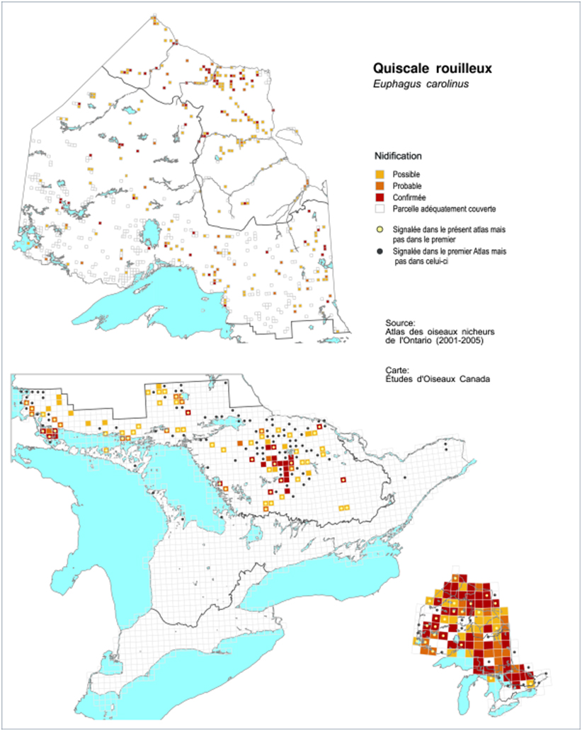 Distribution of Rusty Blackbird in  Ontario during the period 2001-2005.