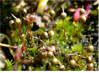 Banded Cord-moss (Entosthodon fascicularis)