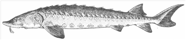 Lake Sturgeon