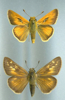 Ottoe Skipper (Hesperia ottoe)