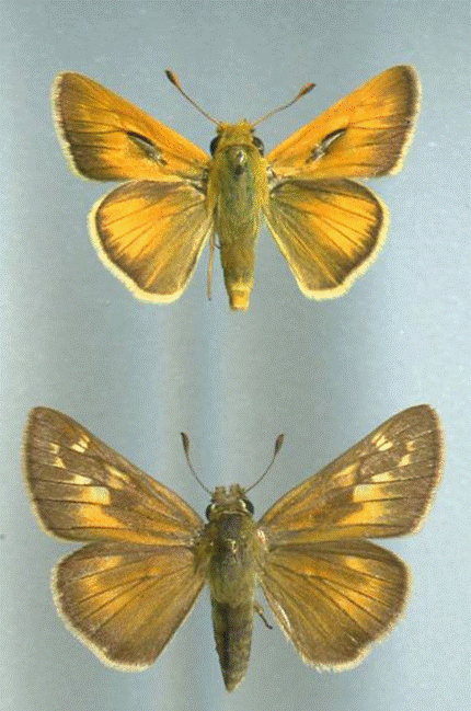 Figure 1. Male collected inIowa(top) and female collected in Michigan (bottom) of Hesperia ottoe.