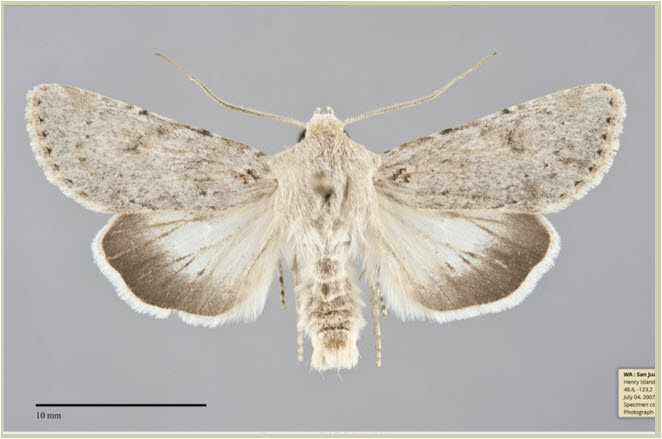 Why Do Moths Have Powdery Wings