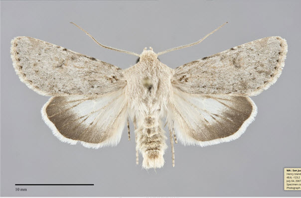 Edwards’ Beach Moth 